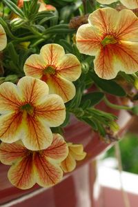 Preview wallpaper kalibrahoa, flowers, pots, close-up