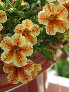 Preview wallpaper kalibrahoa, flowers, pots, close-up