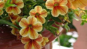 Preview wallpaper kalibrahoa, flowers, pots, close-up