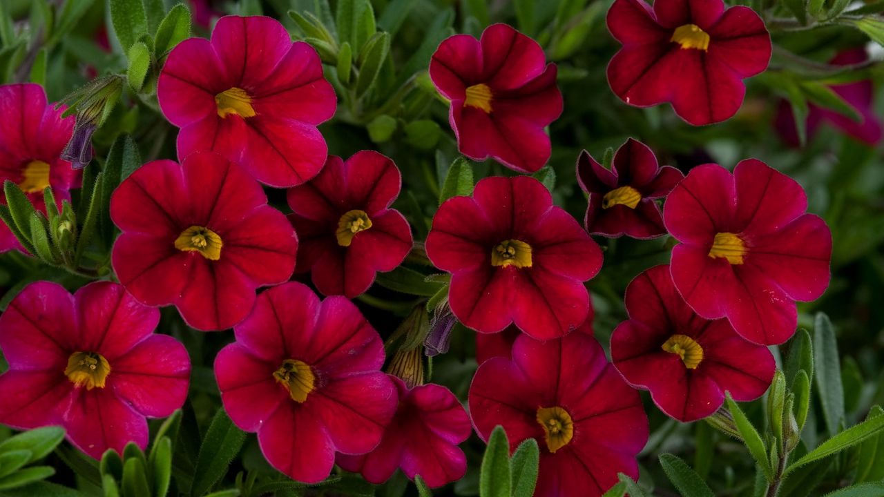 Wallpaper kalibrahoa, flowers, red, green, close-up