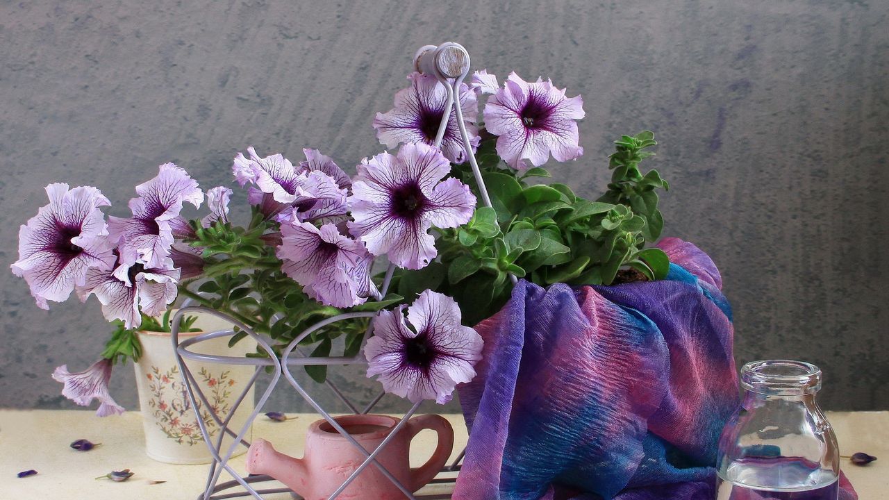 Wallpaper kalibrahoa, flowers, watering can, scarf, bottle, water, petals
