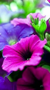 Preview wallpaper kalihobriya, flowers, bright, pink, purple, close-up