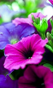 Preview wallpaper kalihobriya, flowers, bright, pink, purple, close-up