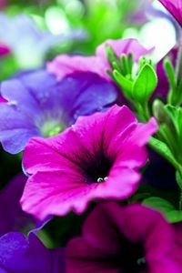 Preview wallpaper kalihobriya, flowers, bright, pink, purple, close-up