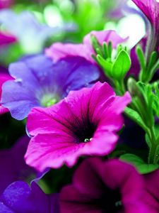 Preview wallpaper kalihobriya, flowers, bright, pink, purple, close-up