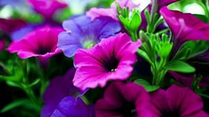 Preview wallpaper kalihobriya, flowers, bright, pink, purple, close-up