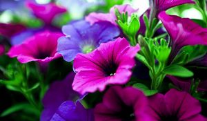 Preview wallpaper kalihobriya, flowers, bright, pink, purple, close-up
