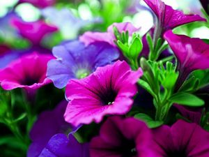 Preview wallpaper kalihobriya, flowers, bright, pink, purple, close-up