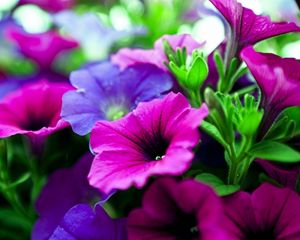 Preview wallpaper kalihobriya, flowers, bright, pink, purple, close-up