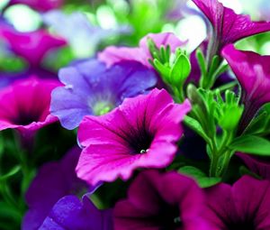 Preview wallpaper kalihobriya, flowers, bright, pink, purple, close-up