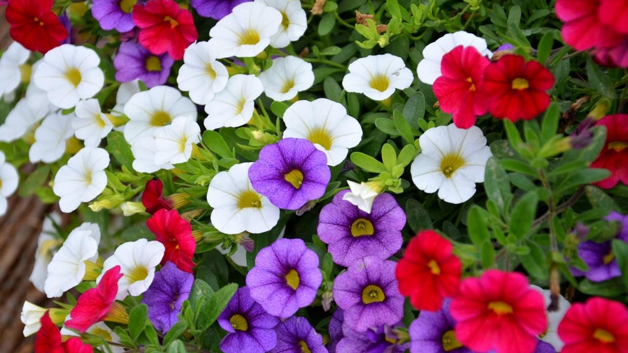 Wallpaper kalihobriya, flowers, colorful, green, plant pots