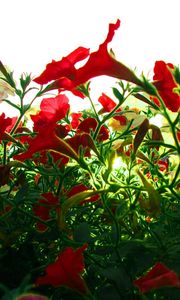 Preview wallpaper kalihobriya, petunia, flowers, red, light