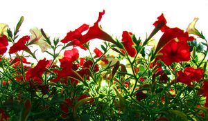 Preview wallpaper kalihobriya, petunia, flowers, red, light