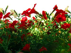 Preview wallpaper kalihobriya, petunia, flowers, red, light