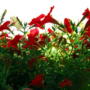 Preview wallpaper kalihobriya, petunia, flowers, red, light