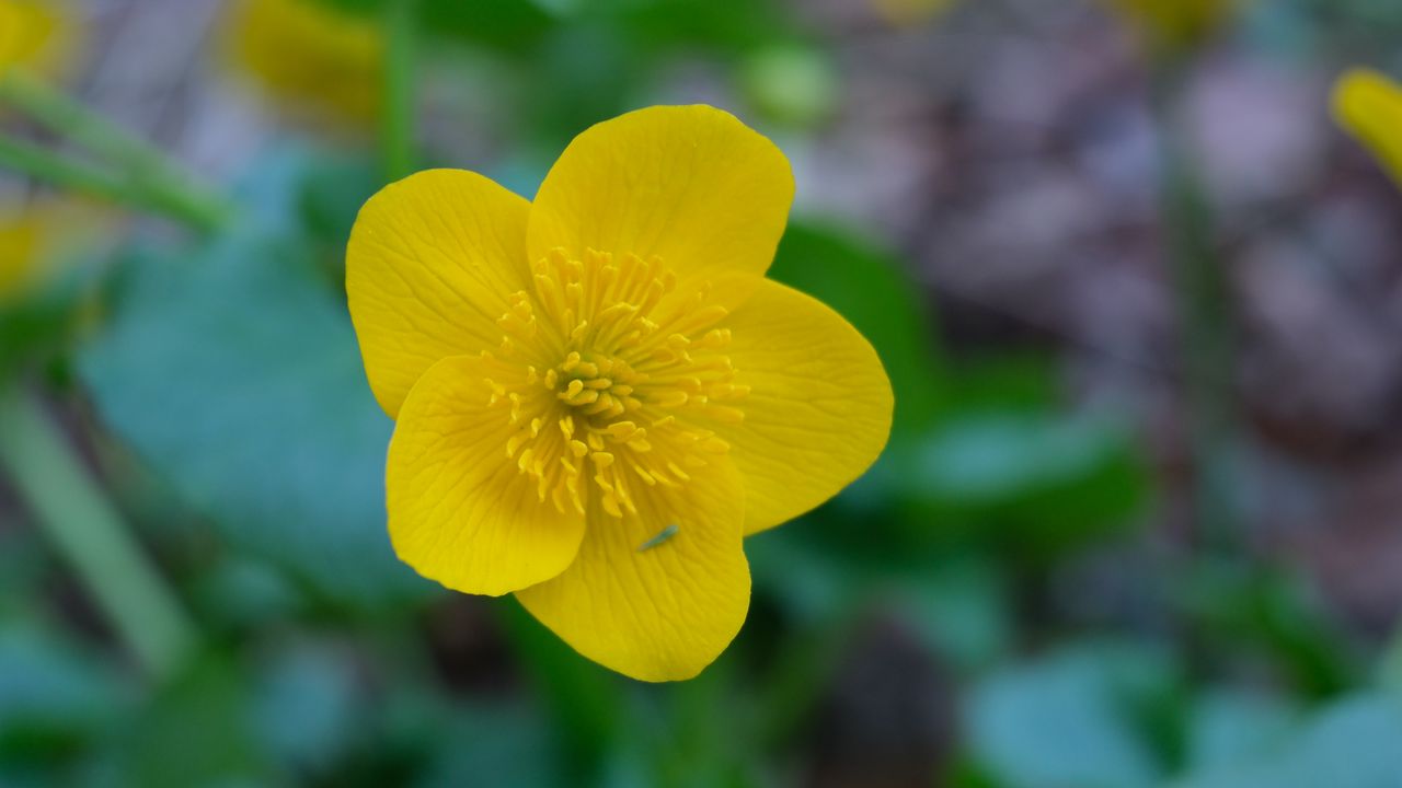 Wallpaper kaluzhnitsa, flower, petals, yellow, macro
