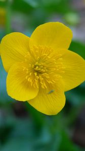 Preview wallpaper kaluzhnitsa, flower, petals, yellow, macro