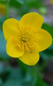 Preview wallpaper kaluzhnitsa, flower, petals, yellow, macro
