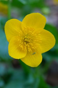 Preview wallpaper kaluzhnitsa, flower, petals, yellow, macro