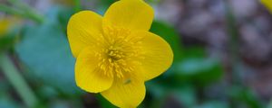 Preview wallpaper kaluzhnitsa, flower, petals, yellow, macro