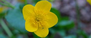 Preview wallpaper kaluzhnitsa, flower, petals, yellow, macro