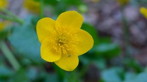 Preview wallpaper kaluzhnitsa, flower, petals, yellow, macro