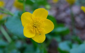 Preview wallpaper kaluzhnitsa, flower, petals, yellow, macro