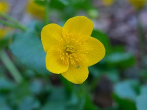 Preview wallpaper kaluzhnitsa, flower, petals, yellow, macro