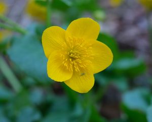 Preview wallpaper kaluzhnitsa, flower, petals, yellow, macro