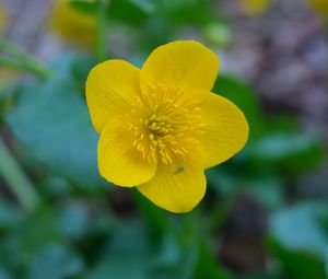 Preview wallpaper kaluzhnitsa, flower, petals, yellow, macro