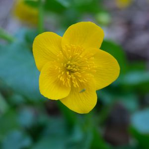 Preview wallpaper kaluzhnitsa, flower, petals, yellow, macro