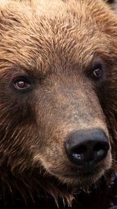 Preview wallpaper kamchatka brown bear, bear, muzzle