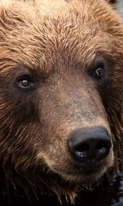 Preview wallpaper kamchatka brown bear, bear, muzzle