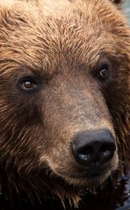 Preview wallpaper kamchatka brown bear, bear, muzzle