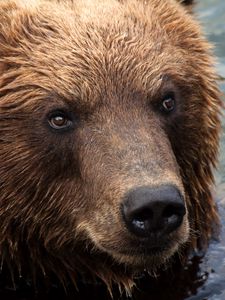 Preview wallpaper kamchatka brown bear, bear, muzzle