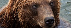 Preview wallpaper kamchatka brown bear, bear, muzzle