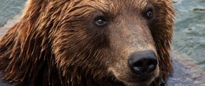 Preview wallpaper kamchatka brown bear, bear, muzzle