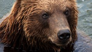 Preview wallpaper kamchatka brown bear, bear, muzzle