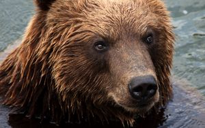 Preview wallpaper kamchatka brown bear, bear, muzzle