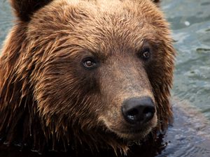 Preview wallpaper kamchatka brown bear, bear, muzzle