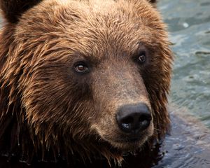 Preview wallpaper kamchatka brown bear, bear, muzzle