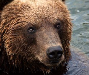 Preview wallpaper kamchatka brown bear, bear, muzzle