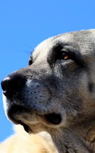 Preview wallpaper kangal, dog, muzzle