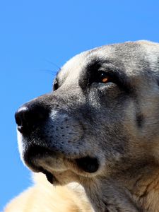 Preview wallpaper kangal, dog, muzzle