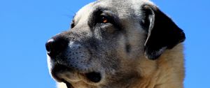 Preview wallpaper kangal, dog, muzzle