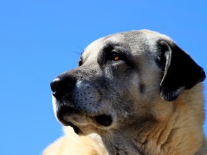 Preview wallpaper kangal, dog, muzzle