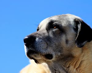 Preview wallpaper kangal, dog, muzzle