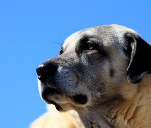 Preview wallpaper kangal, dog, muzzle