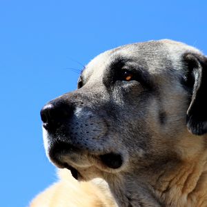 Preview wallpaper kangal, dog, muzzle