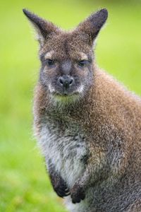 Preview wallpaper kangaroo, animal, cub